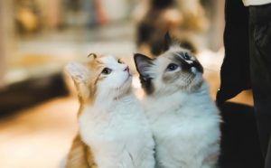 香川県の猫のペットホテルを利用する二匹の猫