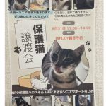 譲渡会のお知らせ