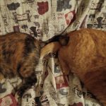 譲渡会お知らせ