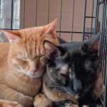 譲渡会お知らせ